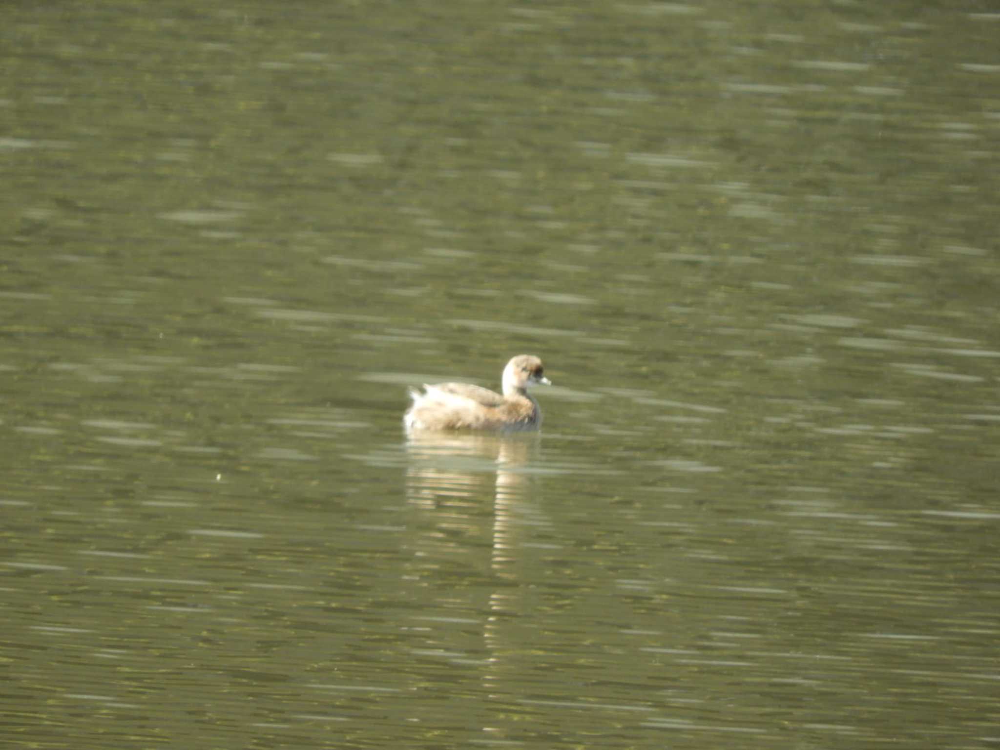 Little Grebe