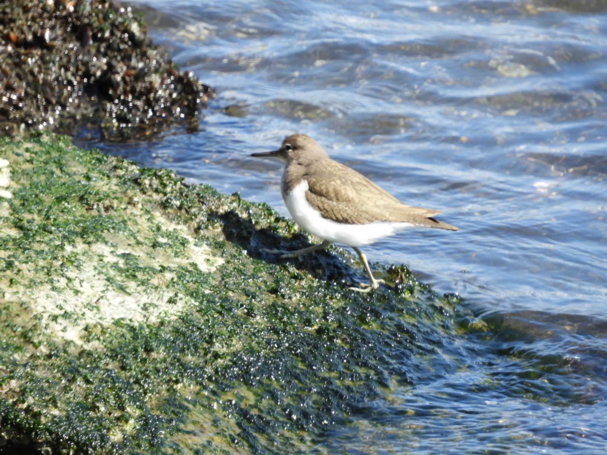 Common Sandpiper