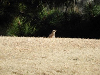 Sat, 2/24/2024 Birding report at Hama-rikyu Gardens