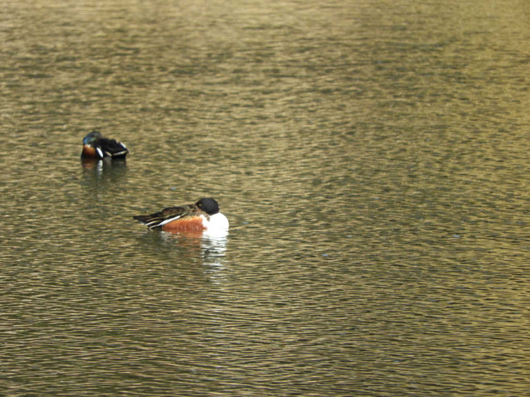 Northern Shoveler