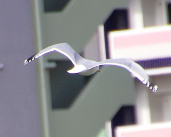 Vega Gull Osaka castle park Tue, 2/27/2024