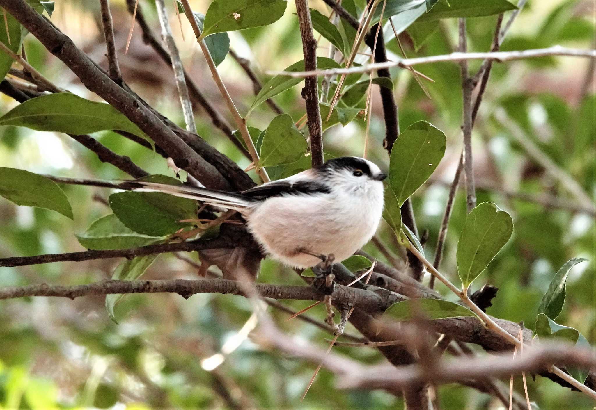 Photo of Long-tailed Tit at 小幡緑地 by ｱｶｳﾝﾄ2094