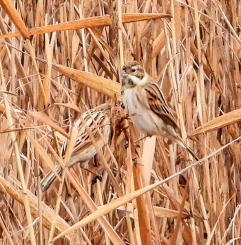 Common Reed Bunting Unknown Spots Sun, 1/21/2024
