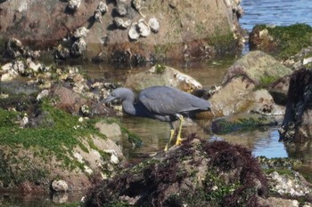 Pacific Reef Heron 平磯海岸 Mon, 2/12/2024