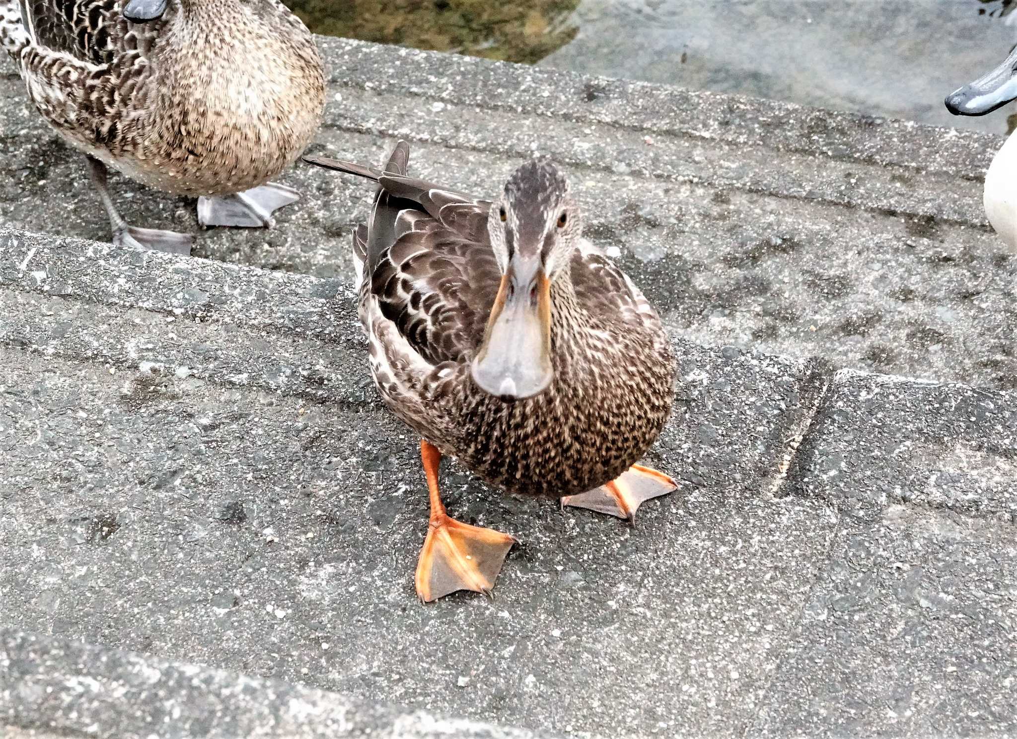 Northern Shoveler