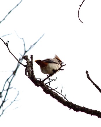 Bohemian Waxwing 川崎市　東高根森林公園 Thu, 2/15/2024