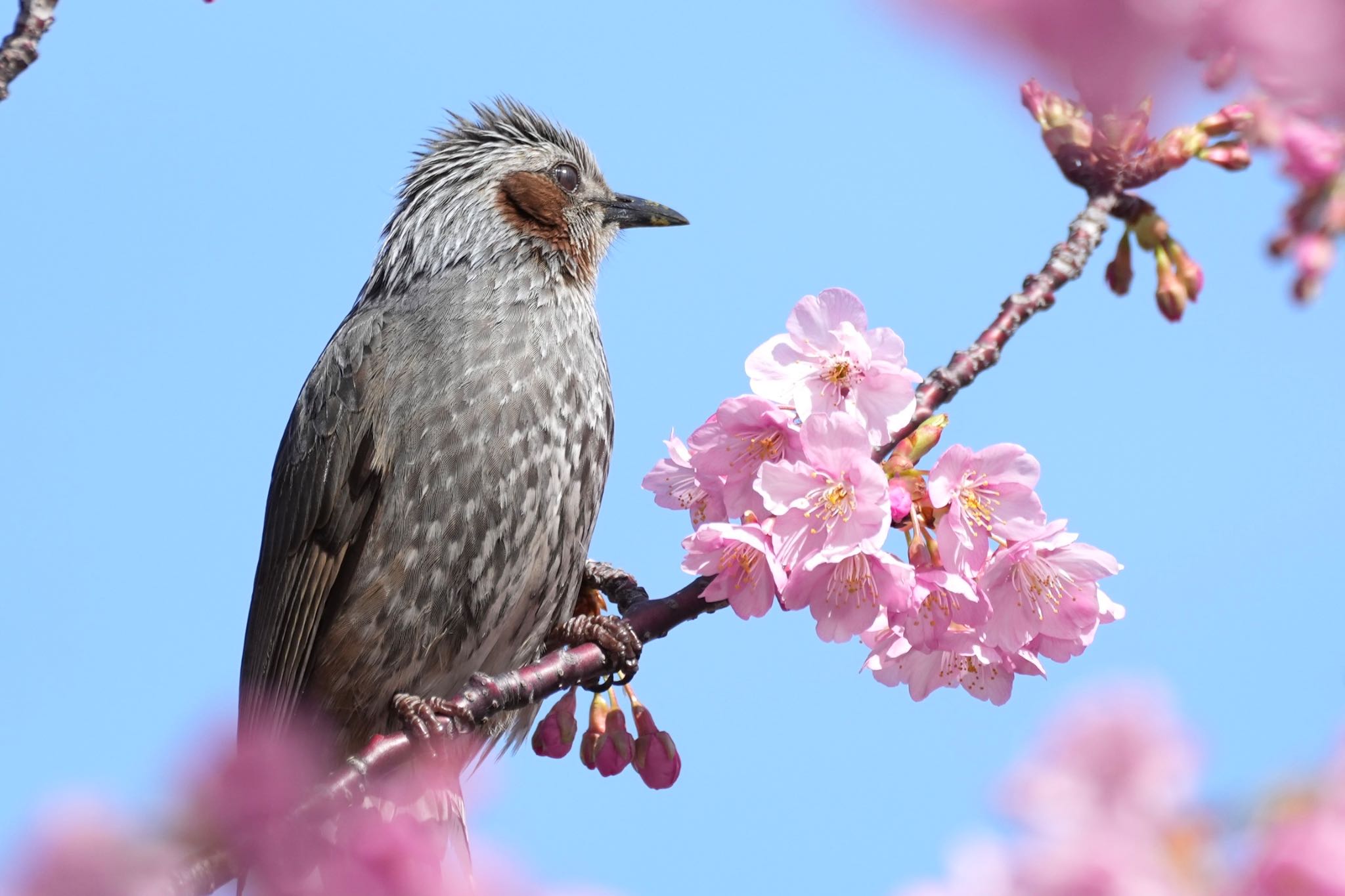 Photo of Brown-eared Bulbul at 旧中川水辺公園 by あらどん