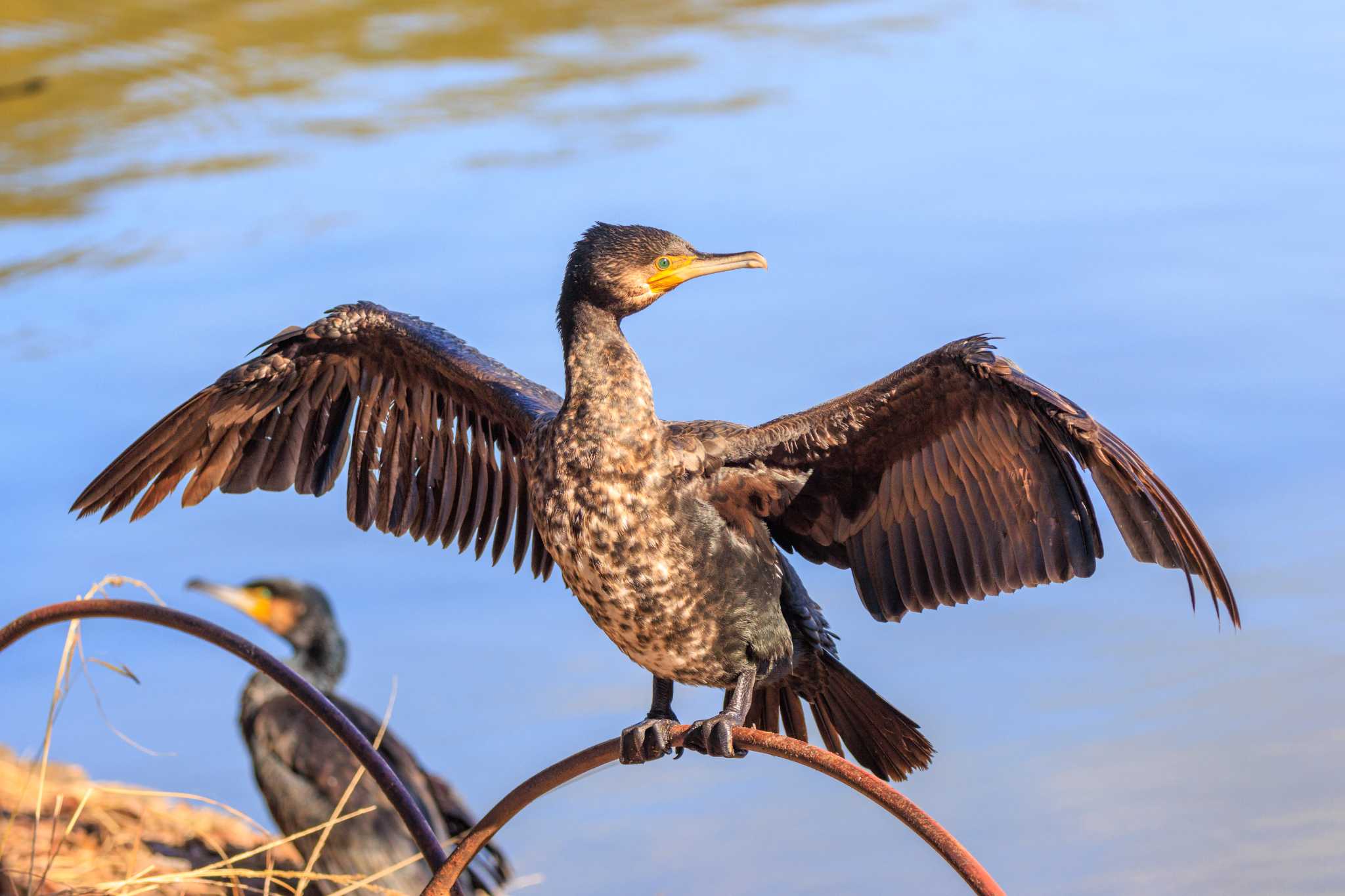 Photo of Great Cormorant at Akashi Park by ときのたまお