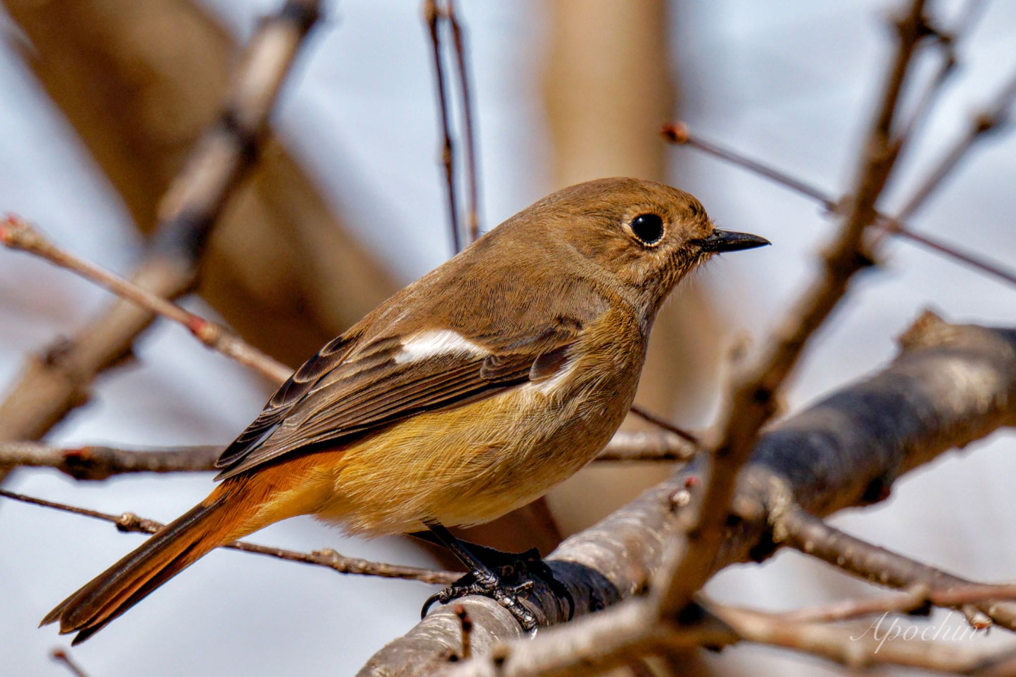 Daurian Redstart