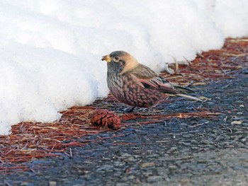 Asian Rosy Finch 泉ヶ岳 Wed, 2/28/2024