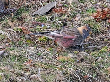 Asian Rosy Finch 泉ヶ岳 Wed, 2/28/2024