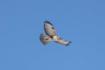 Eastern Buzzard 大津漁港(中津郡豊頃町) Thu, 2/22/2024