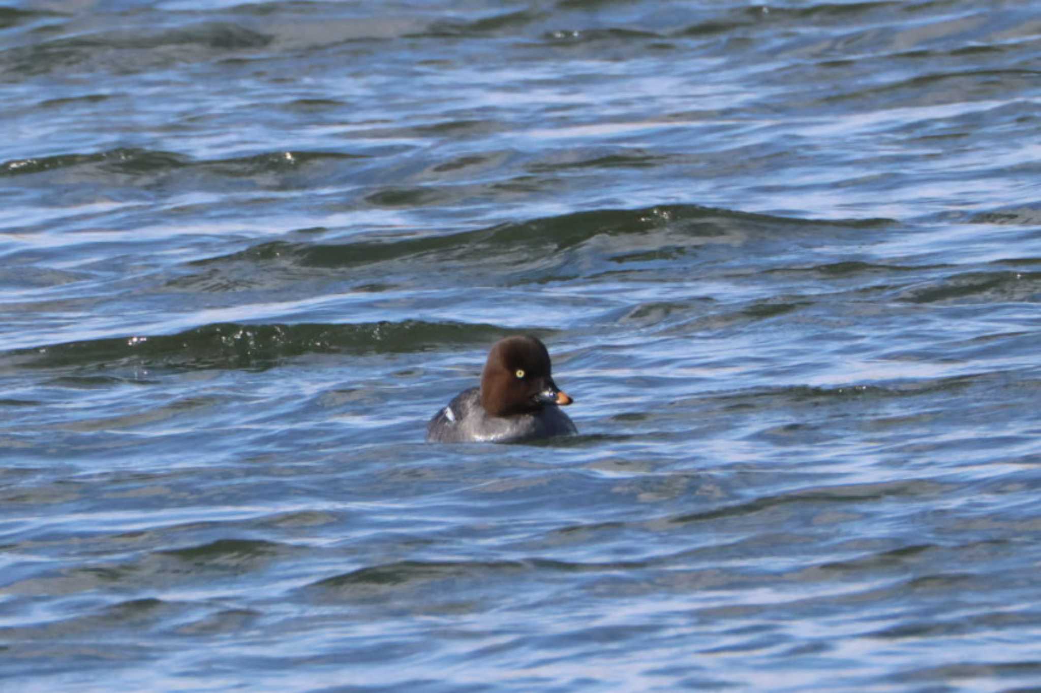 Common Goldeneye