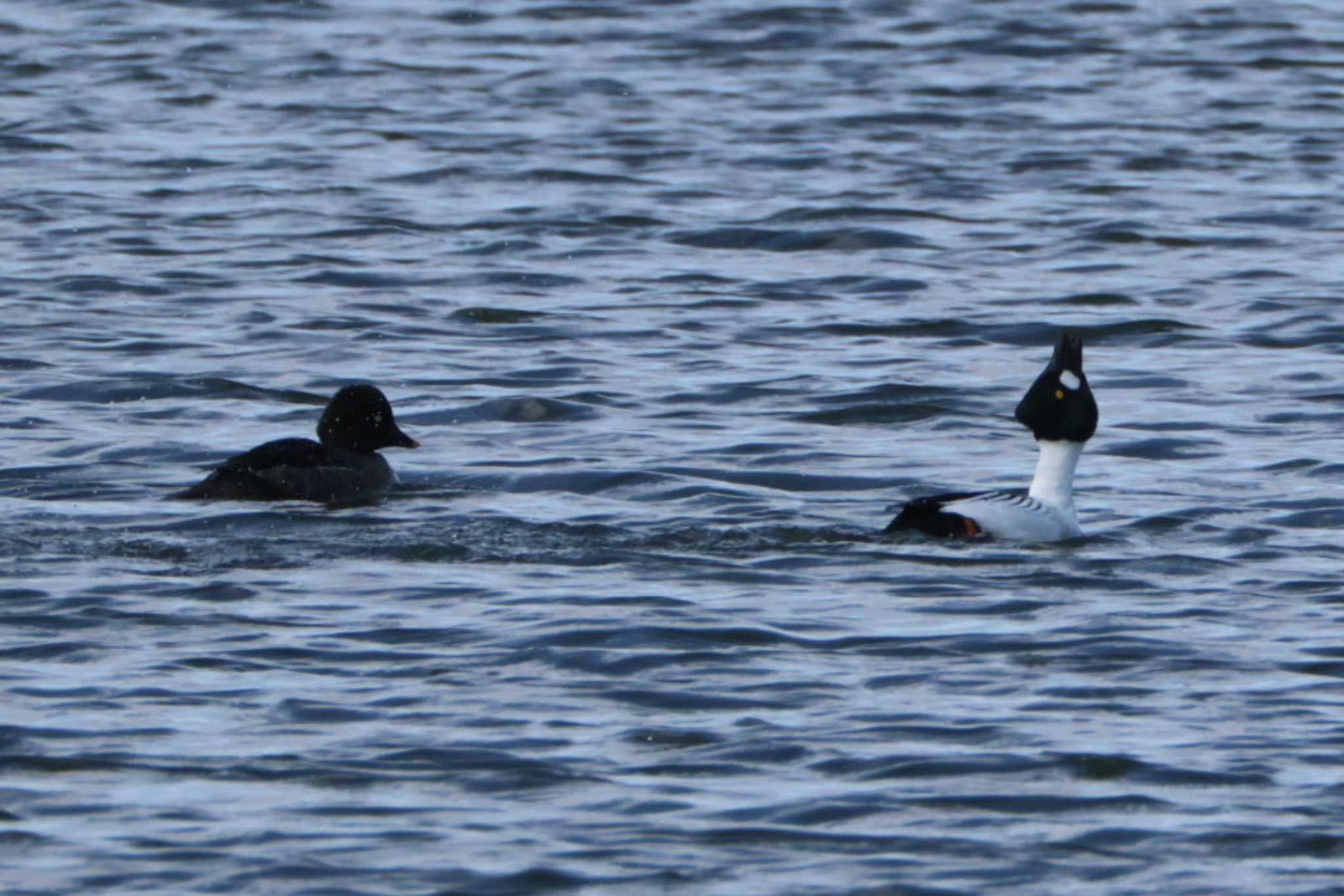 Common Goldeneye