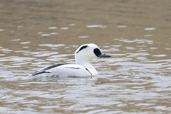 Smew Shin-yokohama Park Sat, 2/17/2024