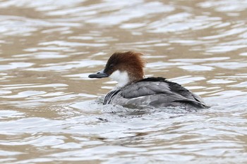 Smew Shin-yokohama Park Sat, 2/17/2024