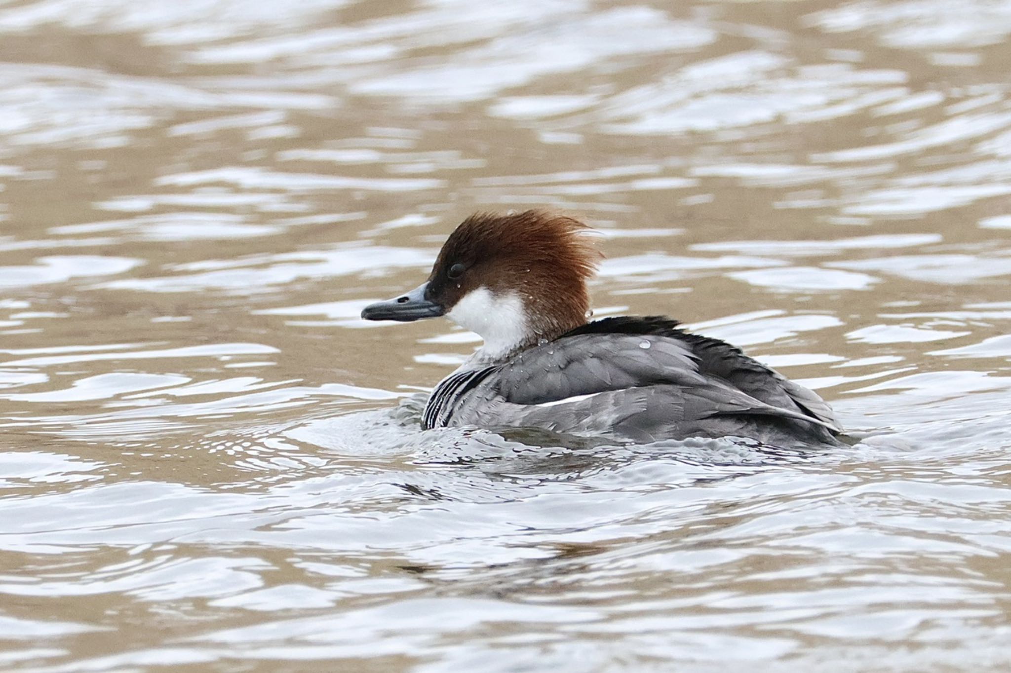 Smew