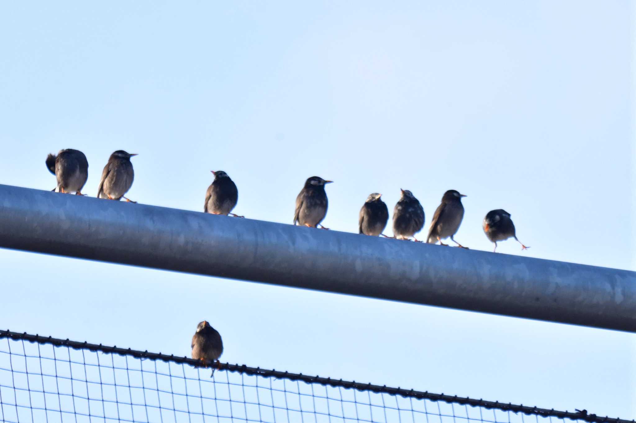 White-cheeked Starling