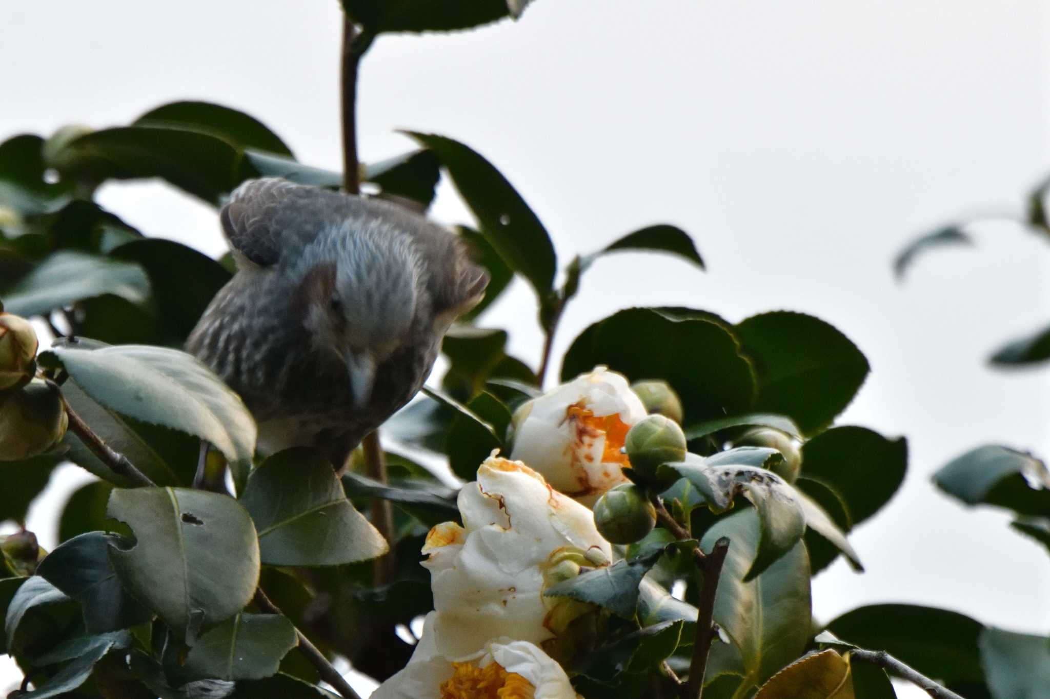 Brown-eared Bulbul