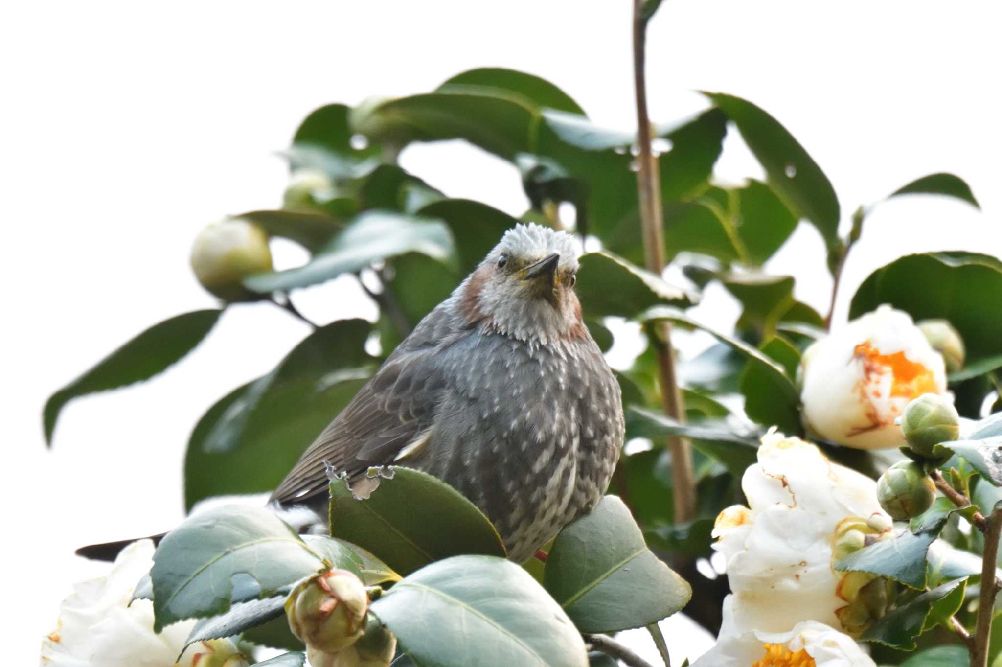 Brown-eared Bulbul