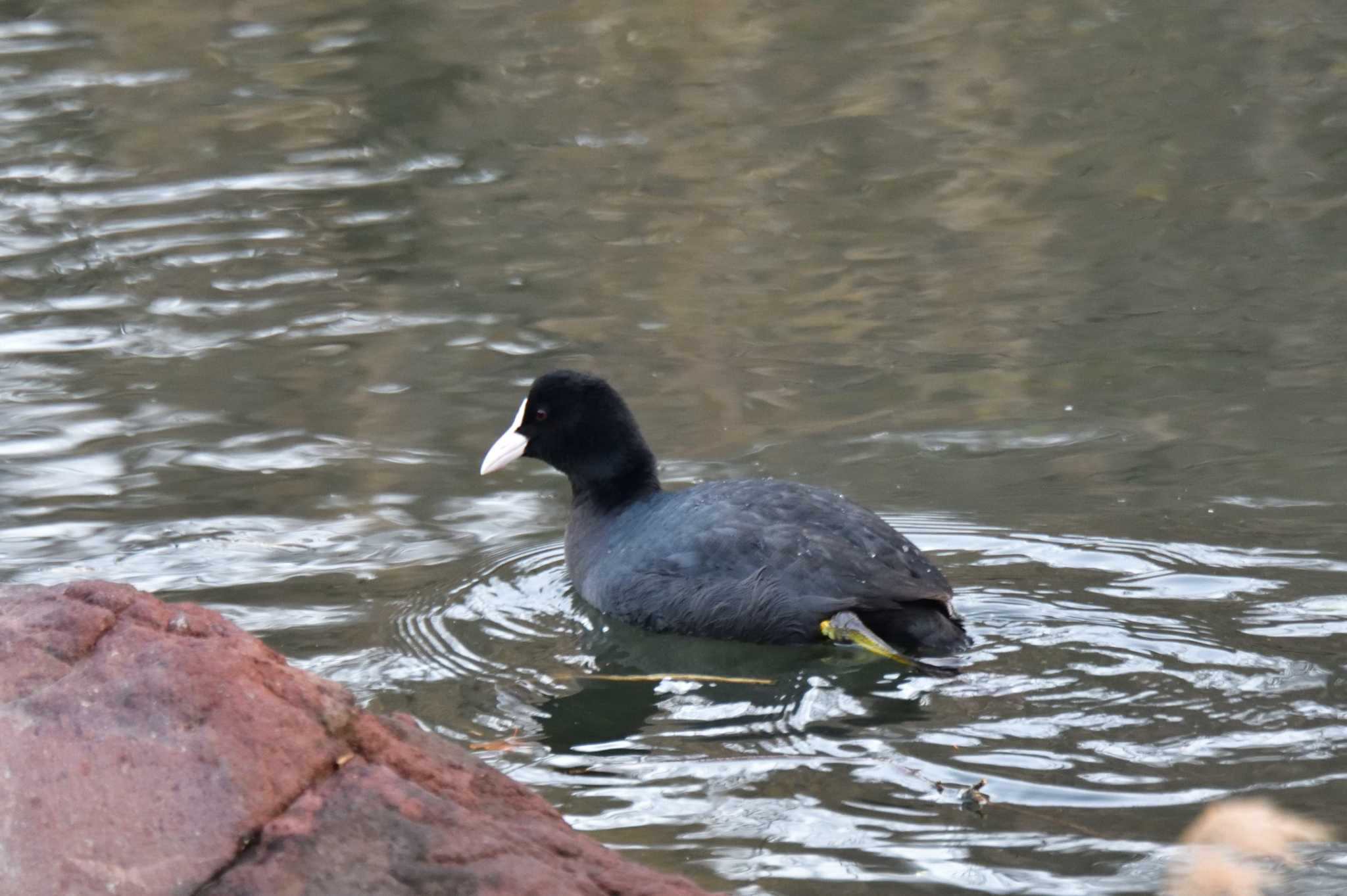 Eurasian Coot