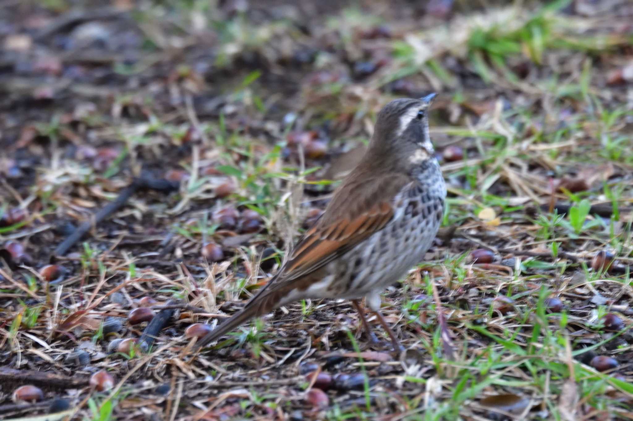 Dusky Thrush