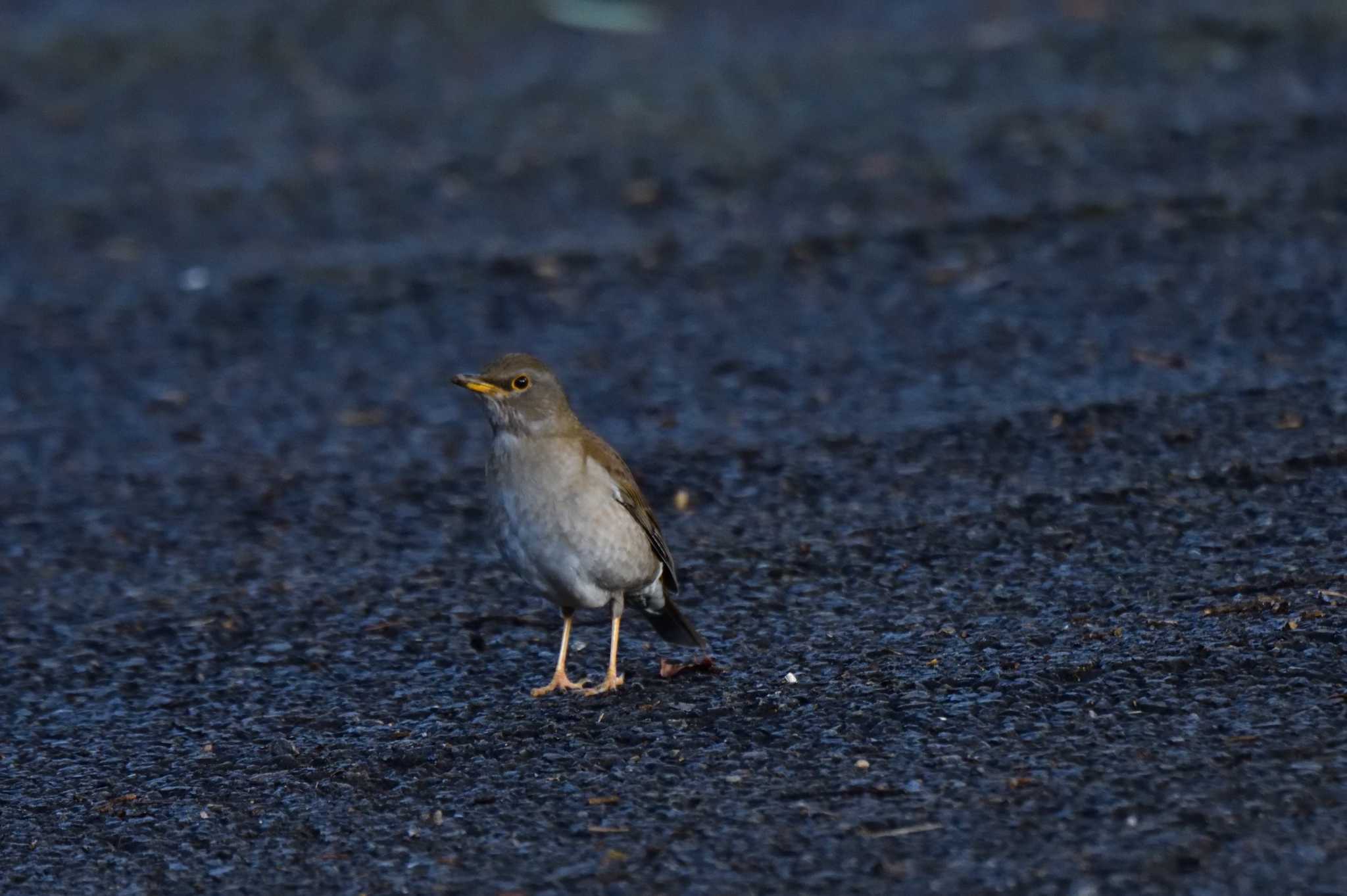 Pale Thrush