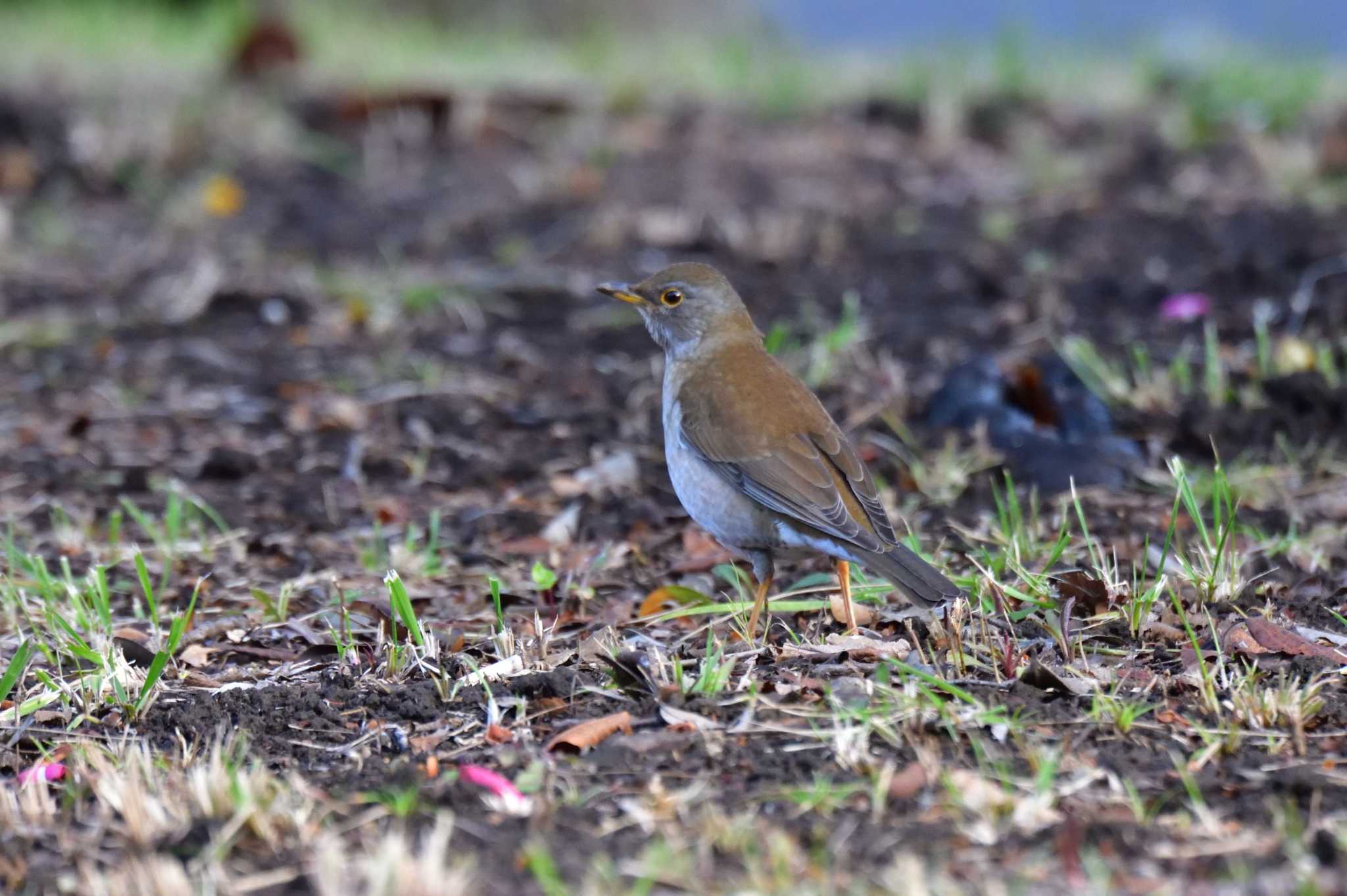 Pale Thrush