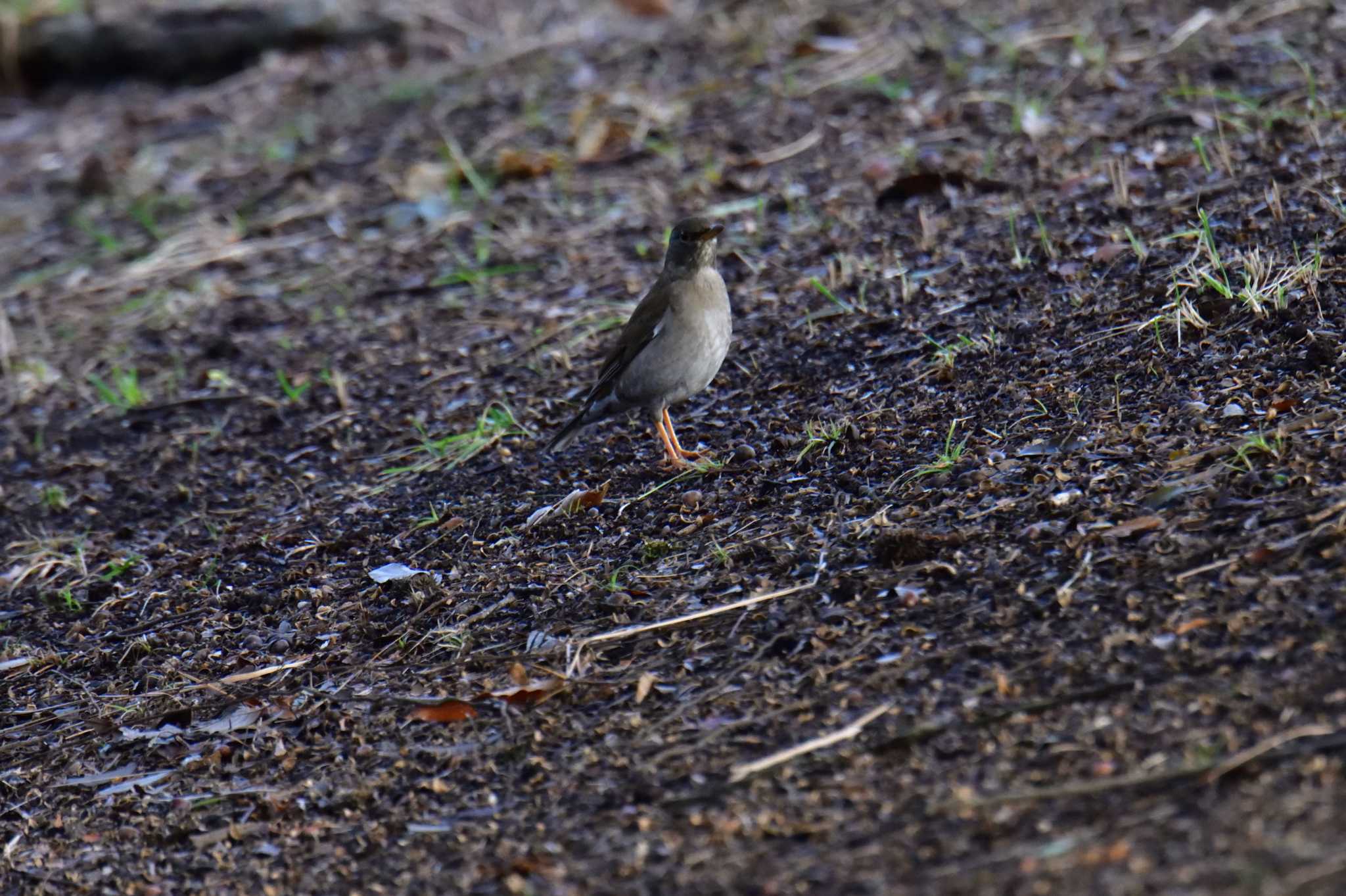 Pale Thrush