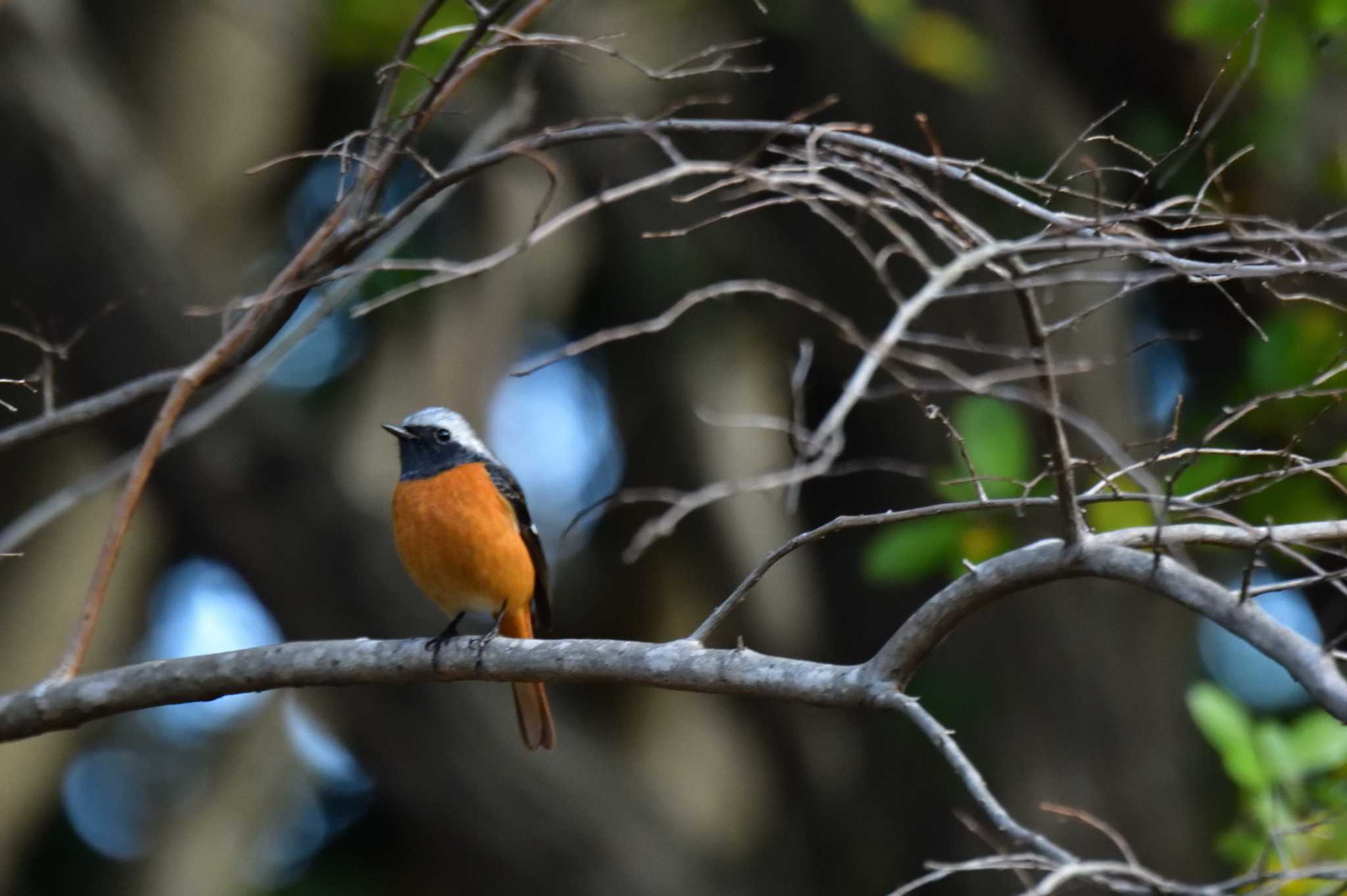 Daurian Redstart