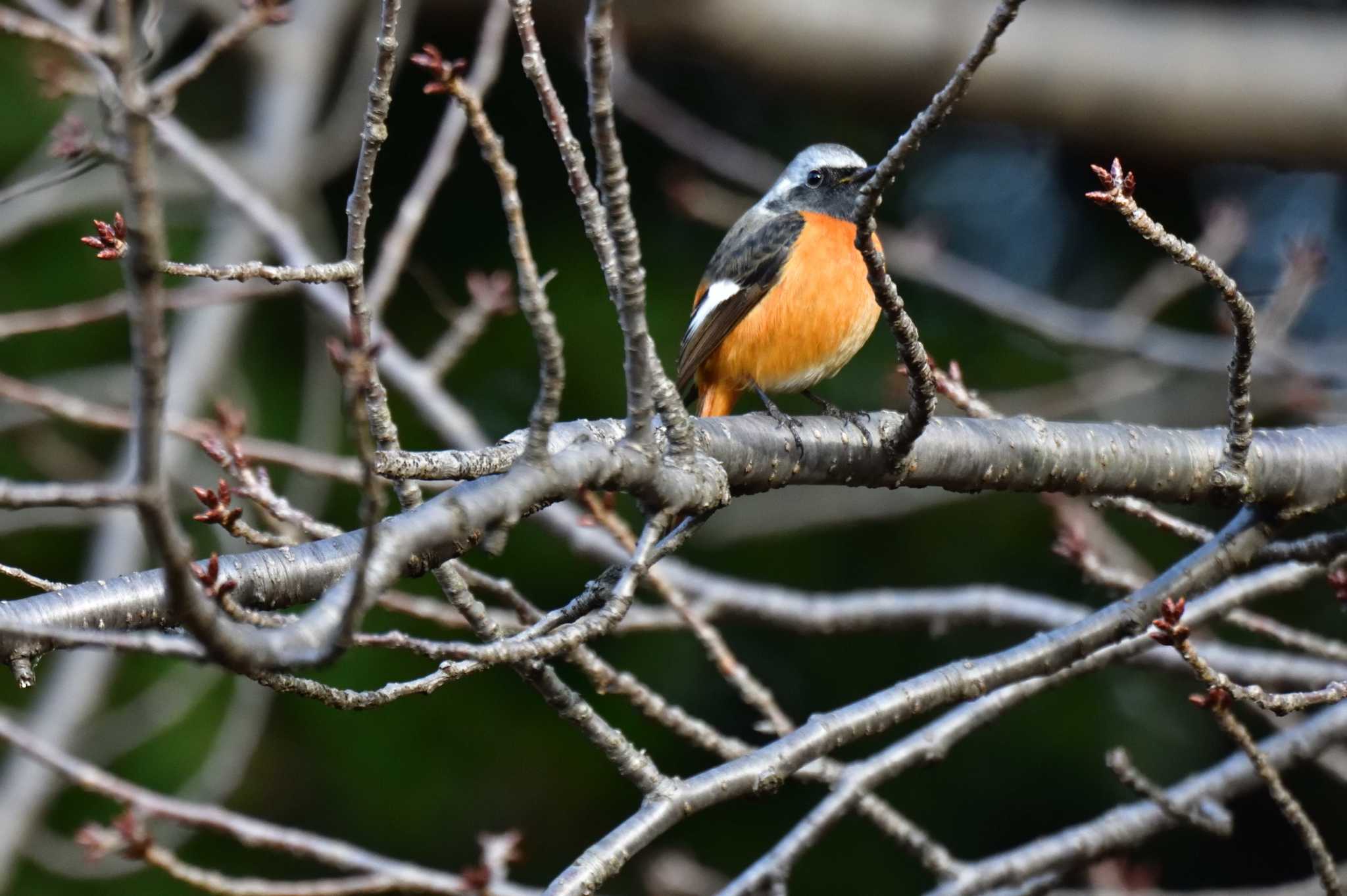 Daurian Redstart