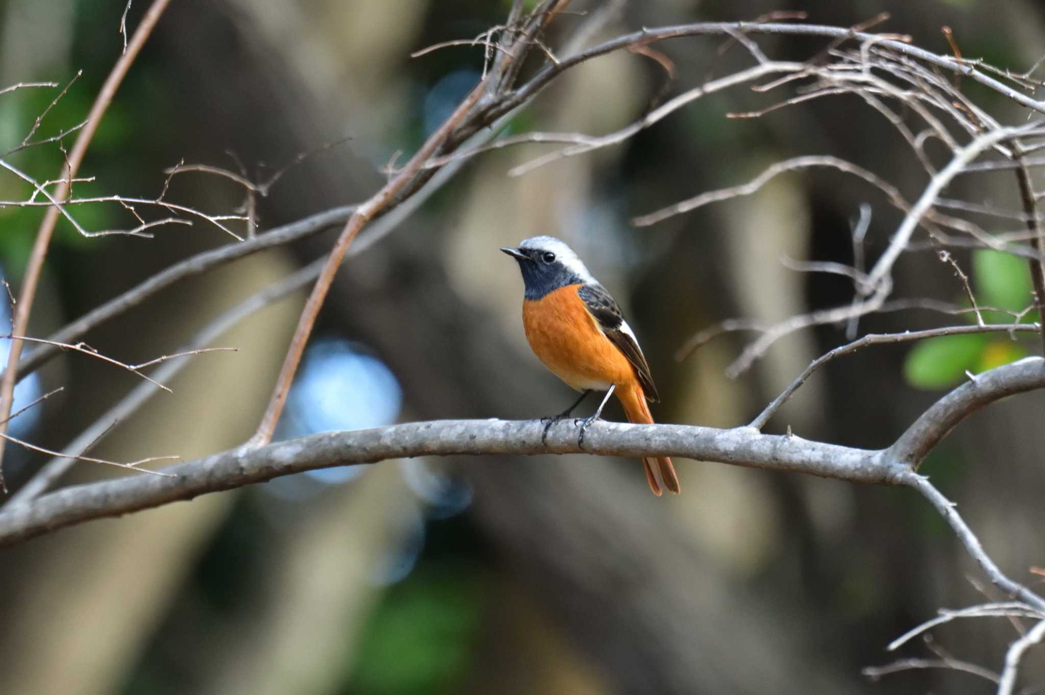 Daurian Redstart