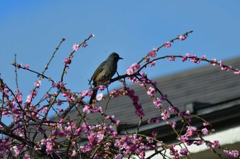 ヒヨドリ 長浜公園 2024年2月26日(月)