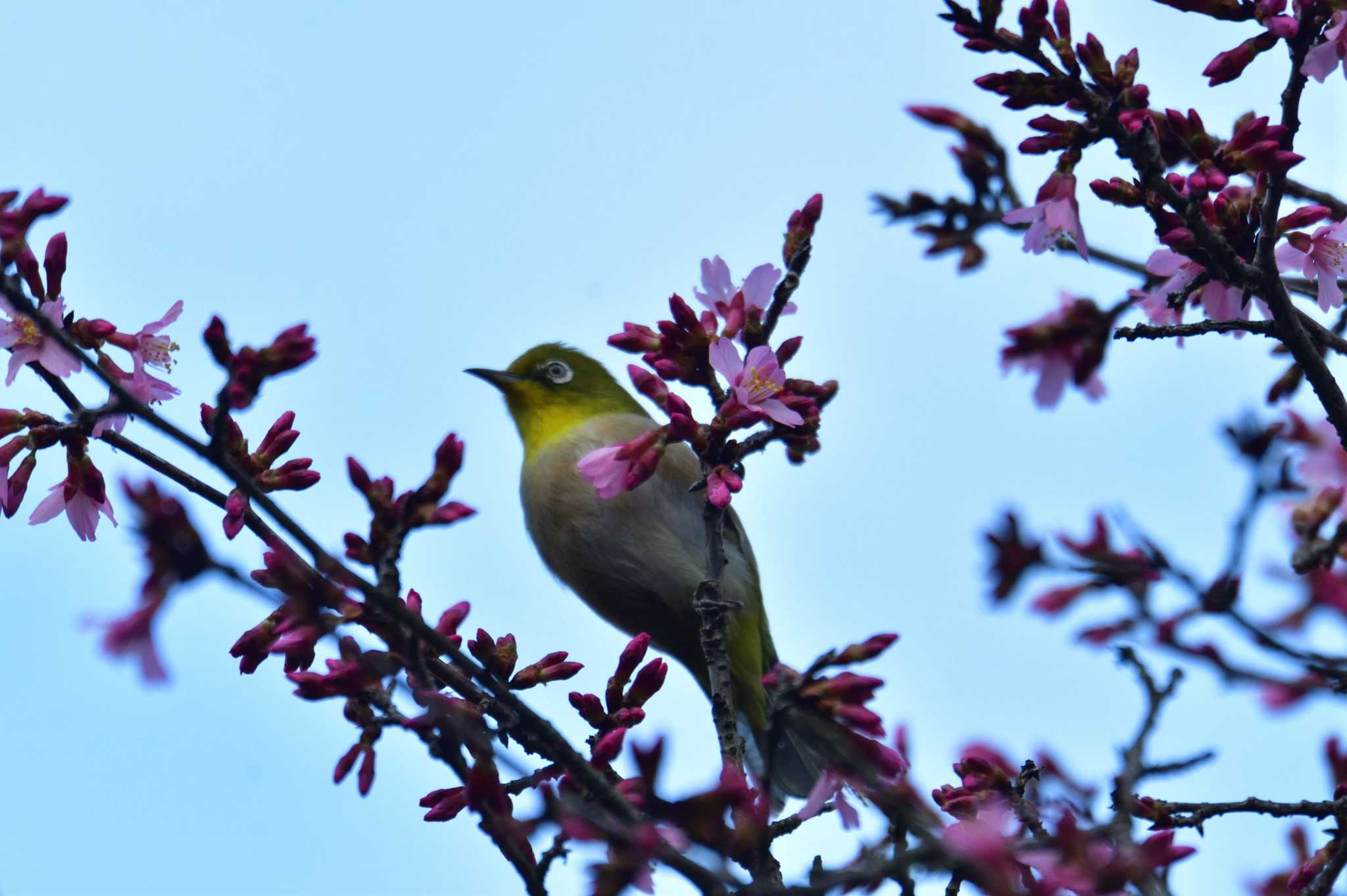 Warbling White-eye