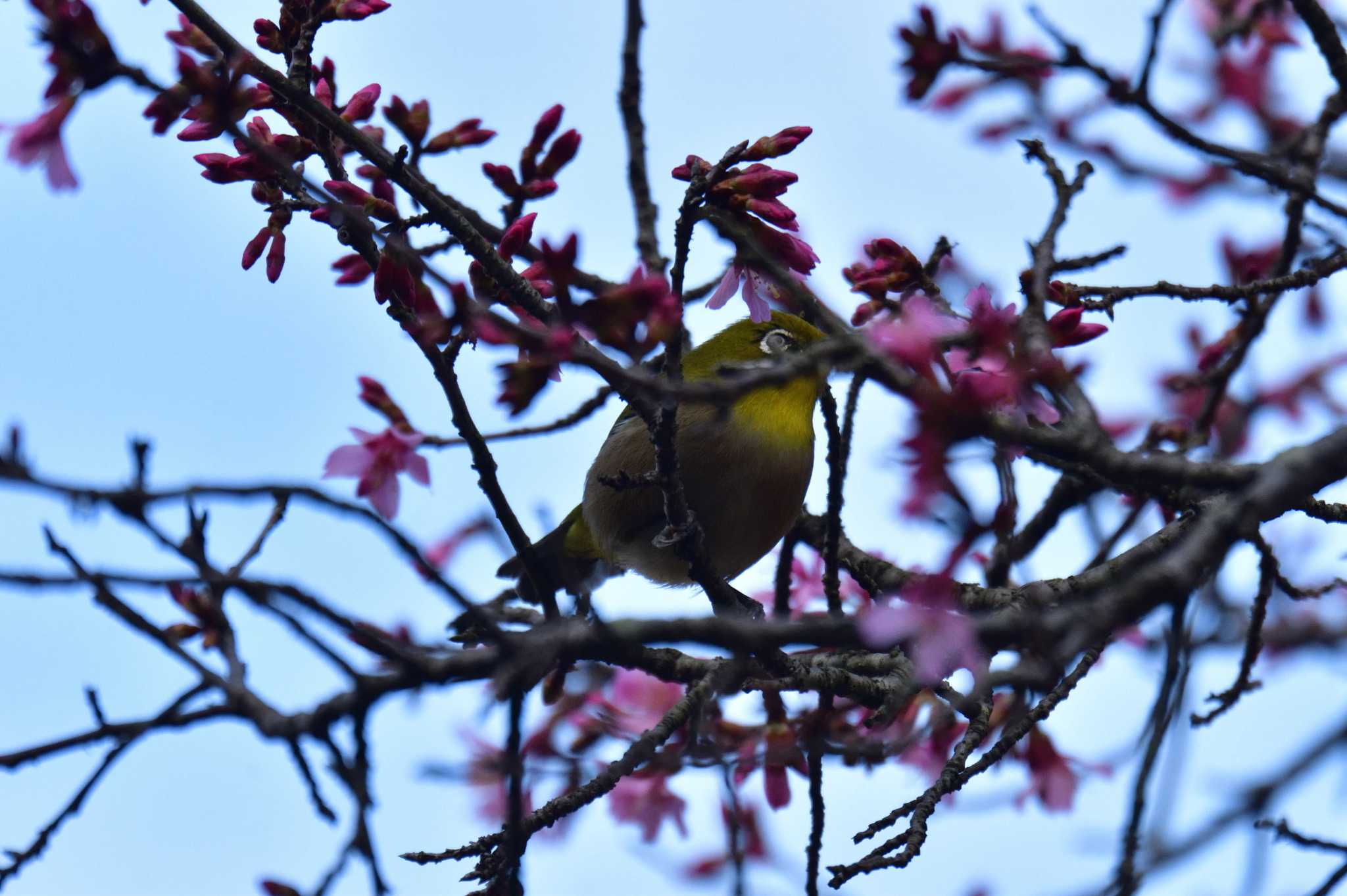 Warbling White-eye