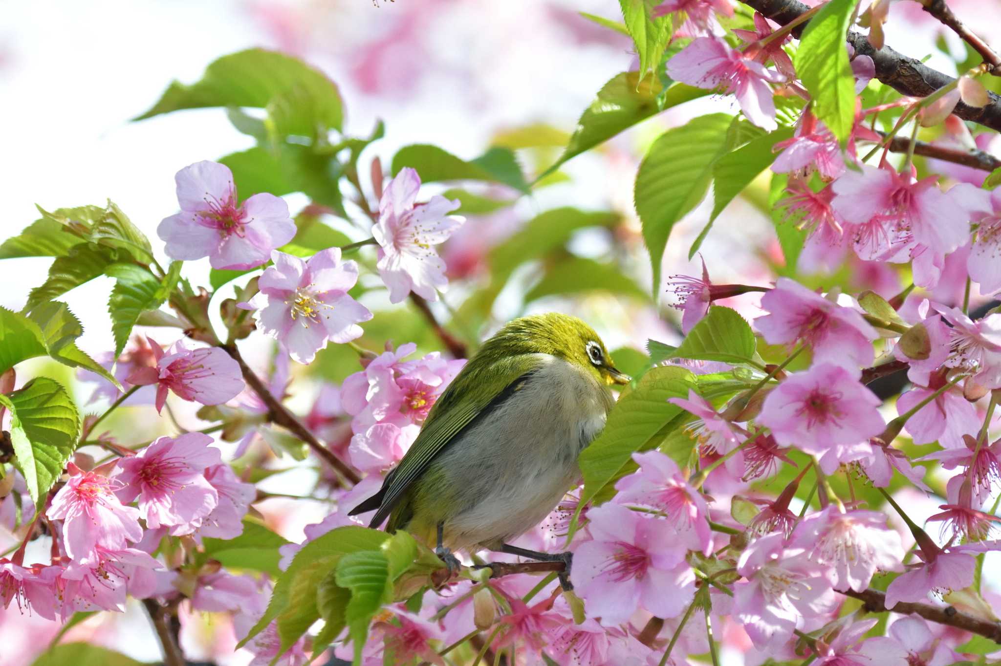 Warbling White-eye