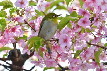 Mon, 2/26/2024 Birding report at Nagahama Park
