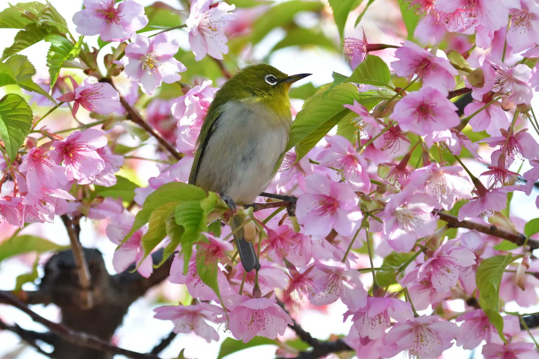 咲き終わりが近い河津桜とメジロ by やなさん