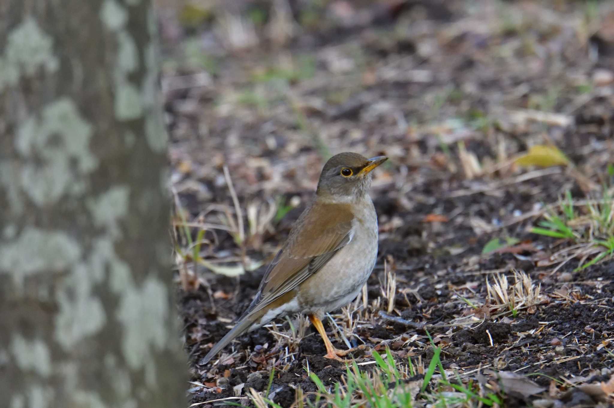 Pale Thrush