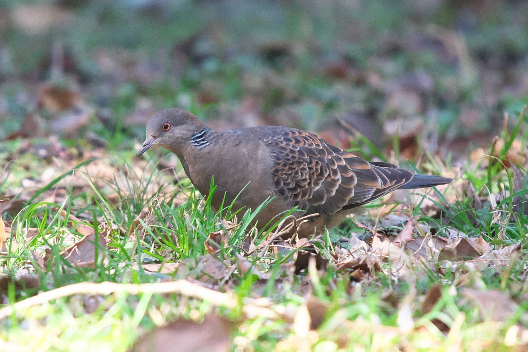 Oriental Turtle Dove