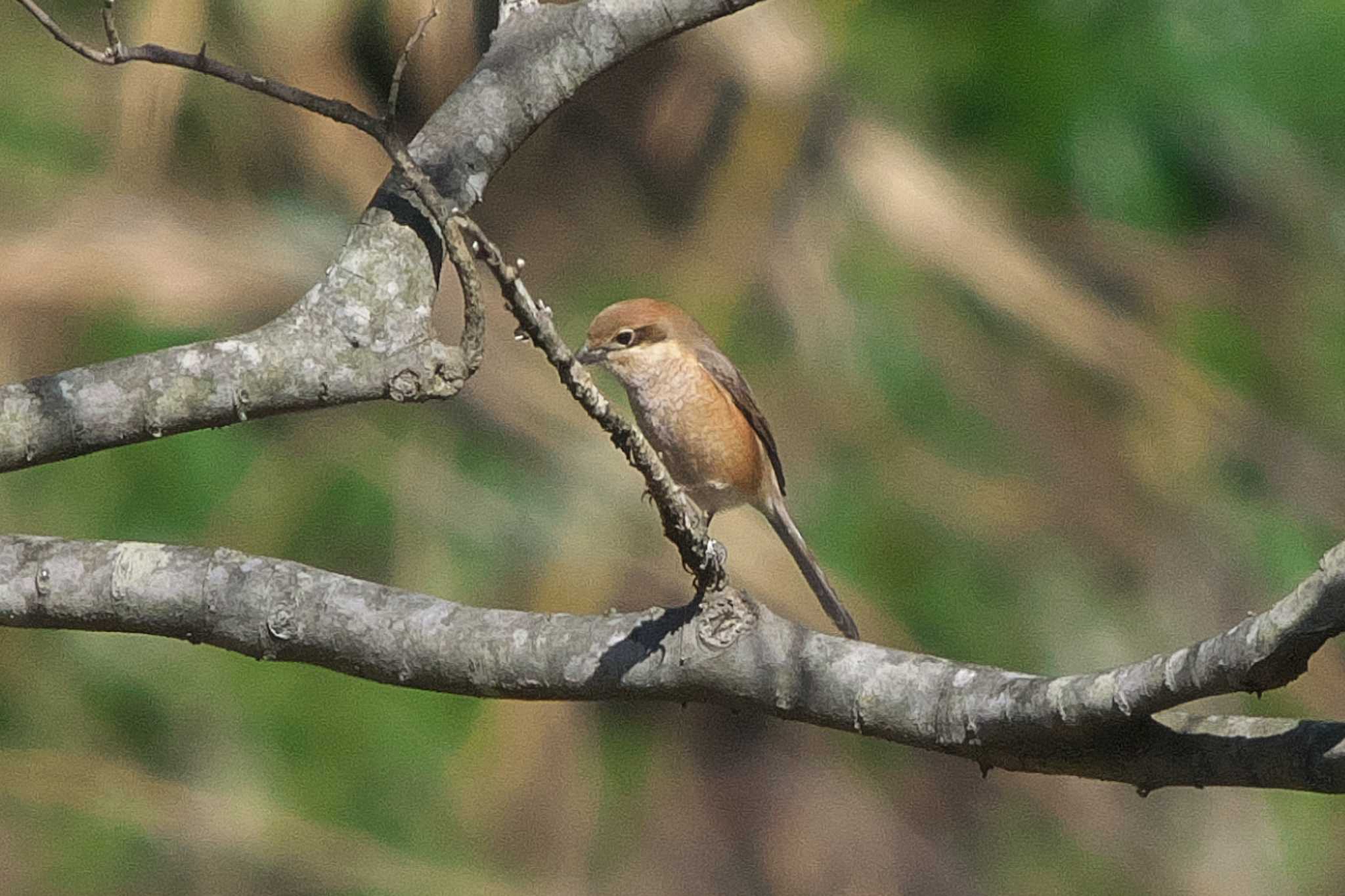 Photo of Bull-headed Shrike at 池子の森自然公園 by Y. Watanabe