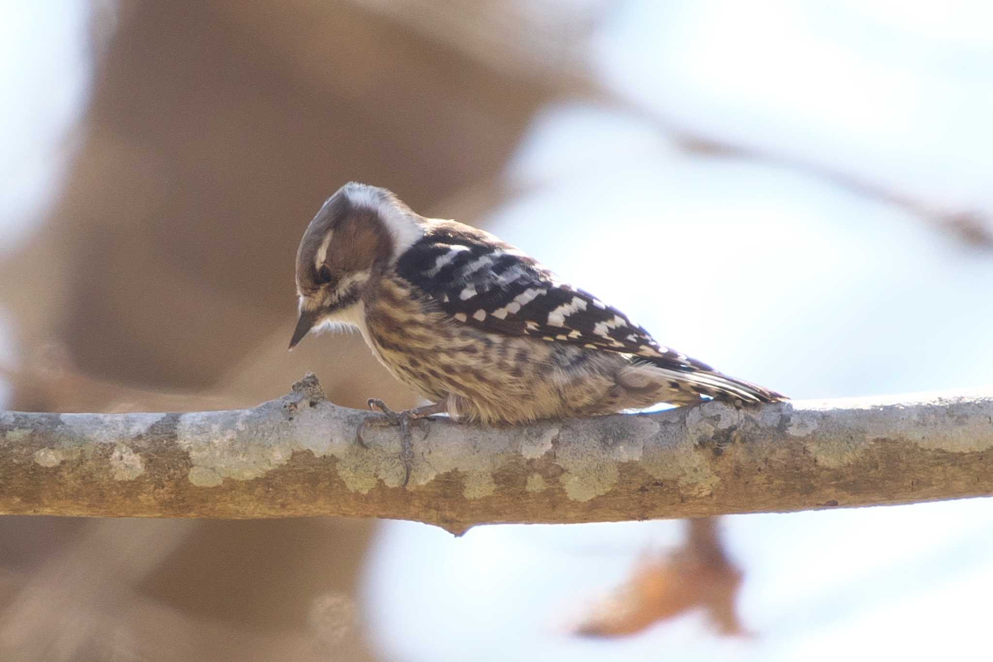 Japanese Pygmy Woodpecker