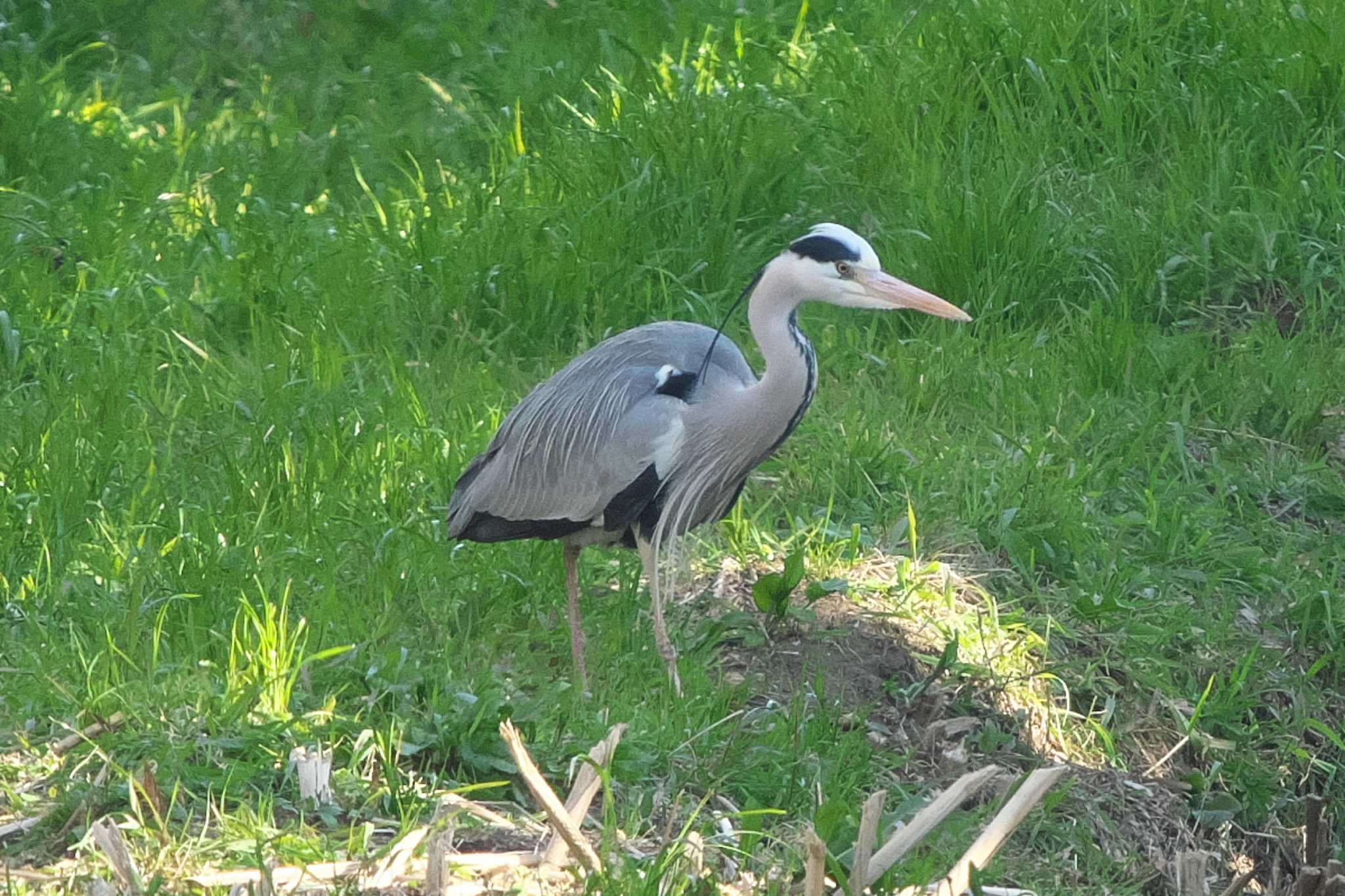 Photo of Grey Heron at 池子の森自然公園 by Y. Watanabe