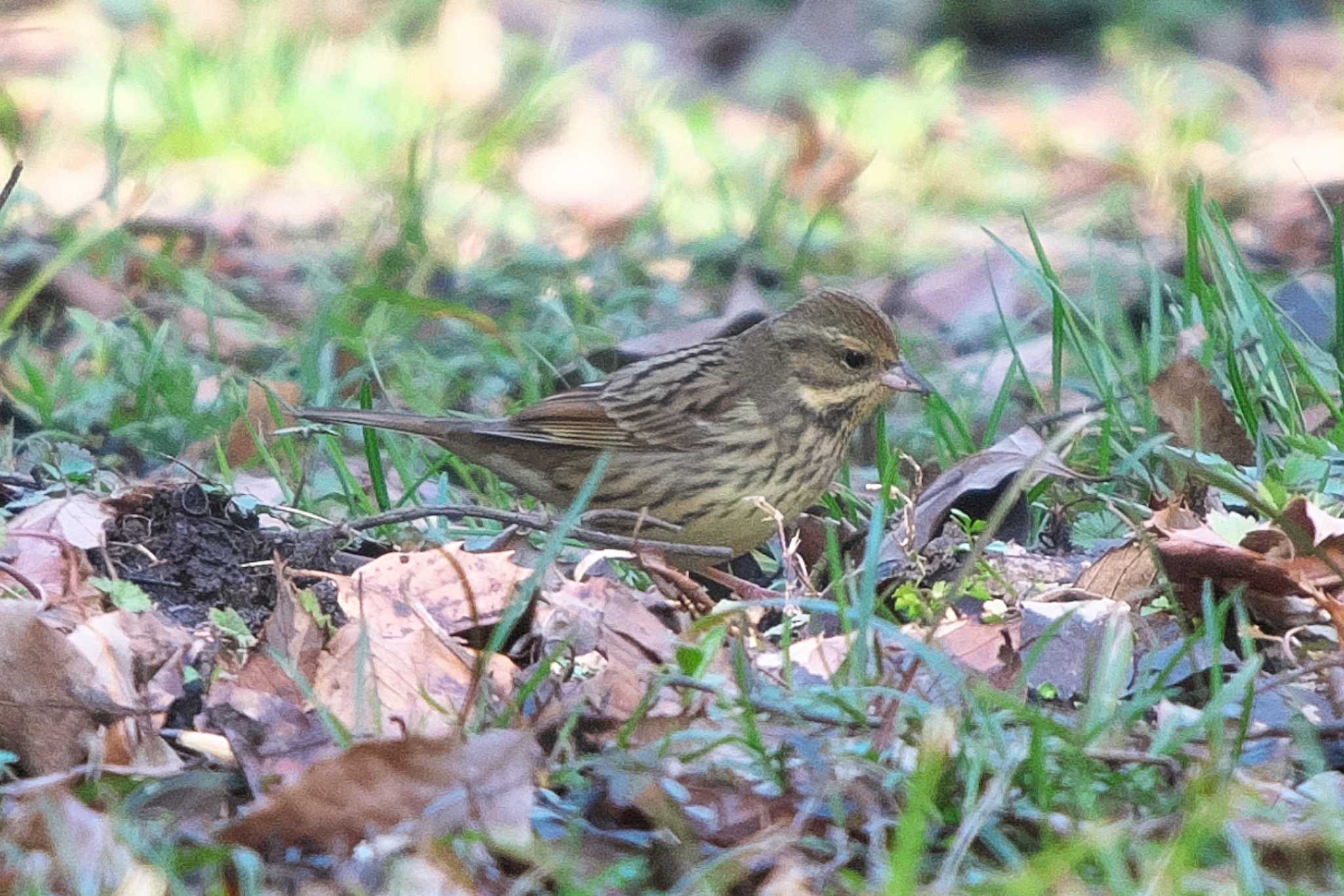 Photo of Masked Bunting at 池子の森自然公園 by Y. Watanabe