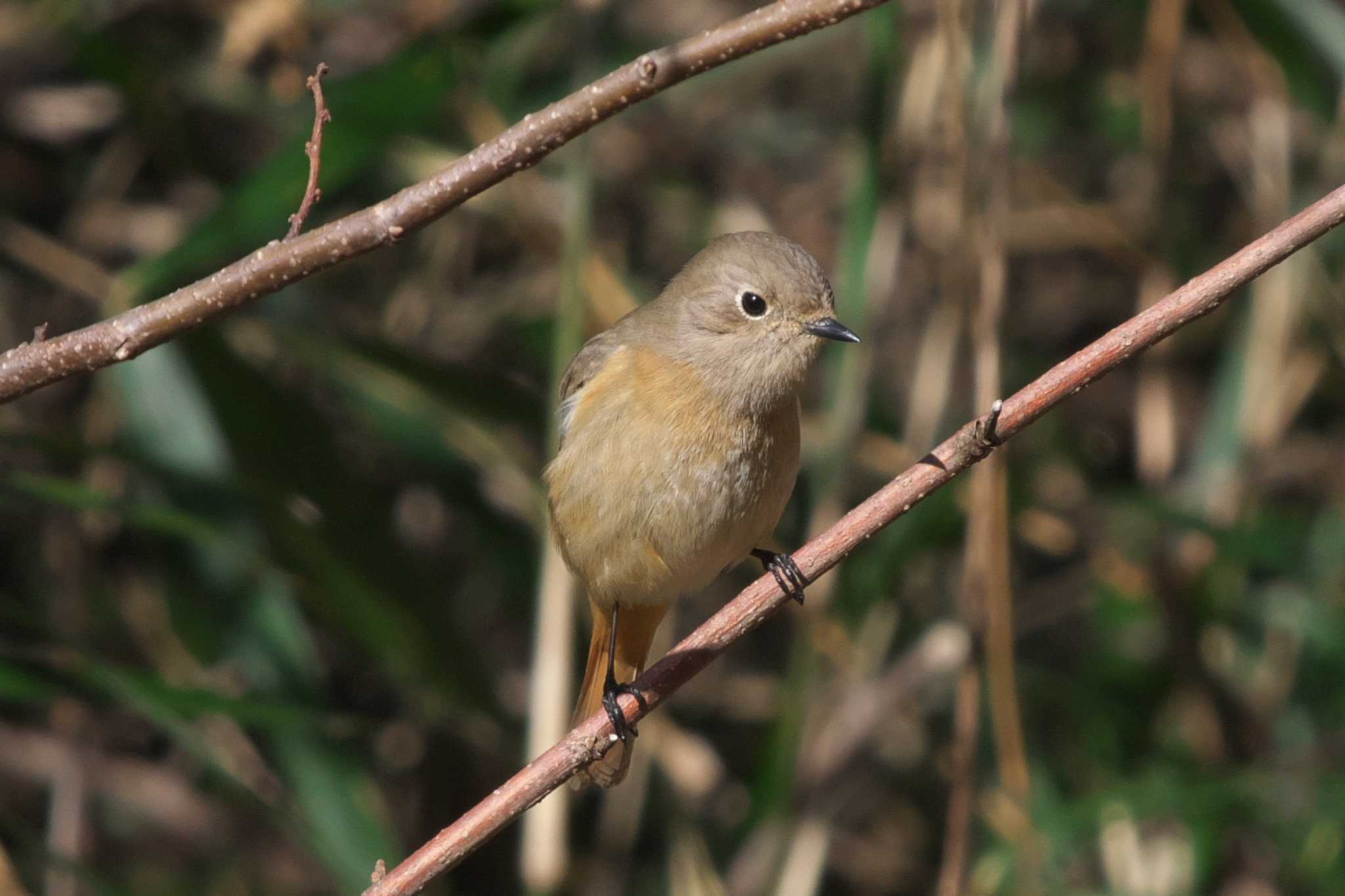 Photo of Daurian Redstart at 池子の森自然公園 by Y. Watanabe