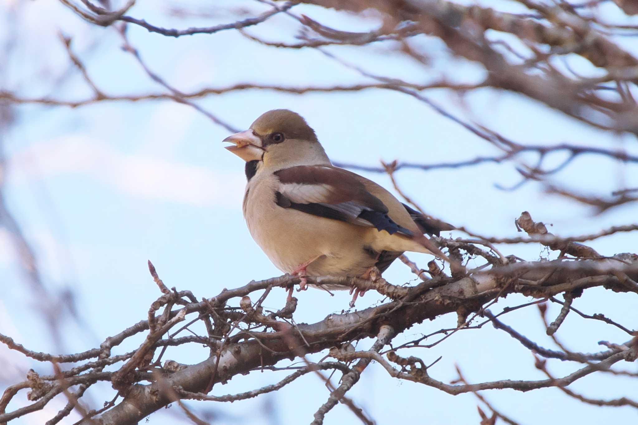 Photo of Hawfinch at 池子の森自然公園 by Y. Watanabe