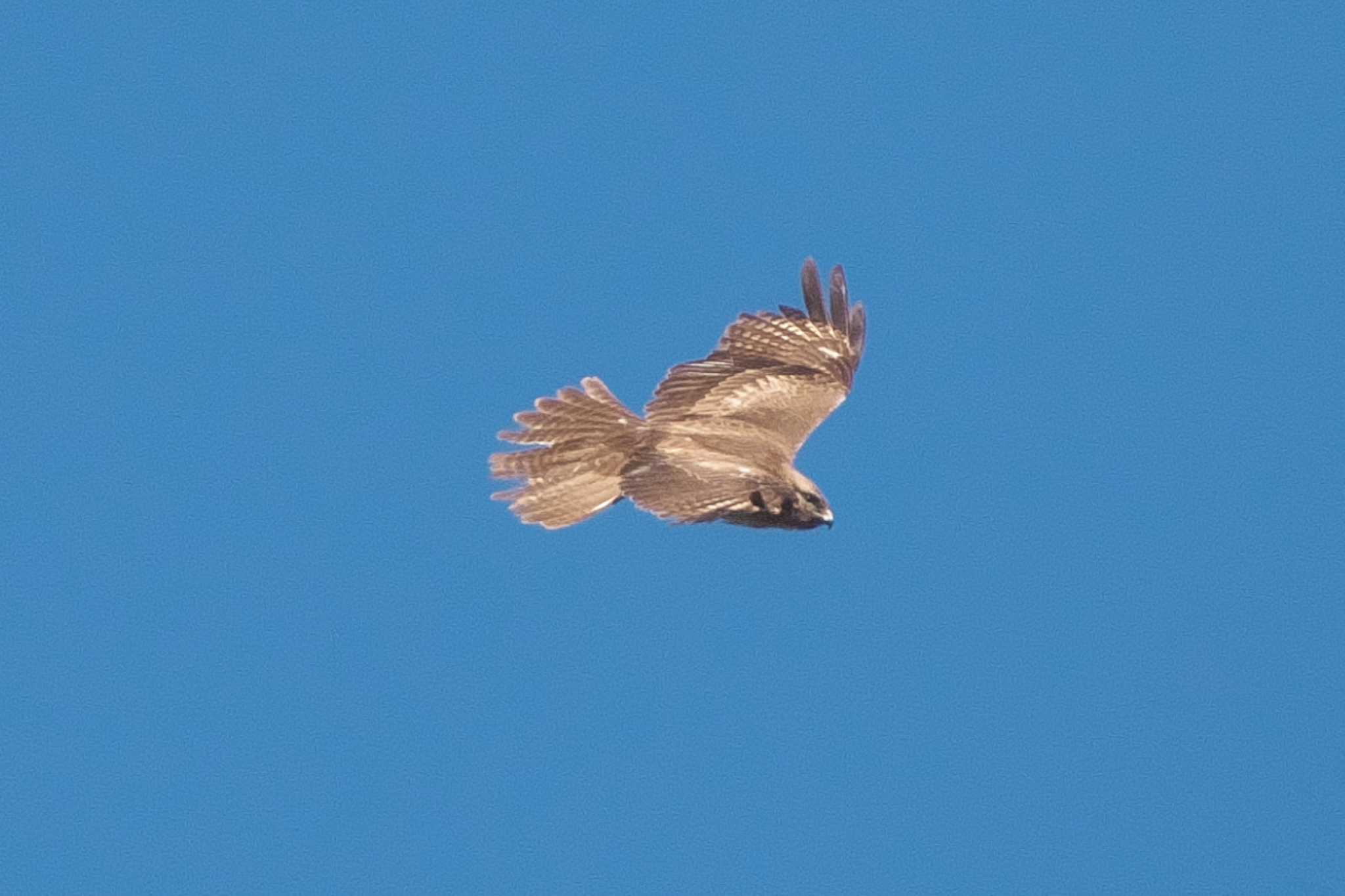 Photo of Eastern Buzzard at 池子の森自然公園 by Y. Watanabe