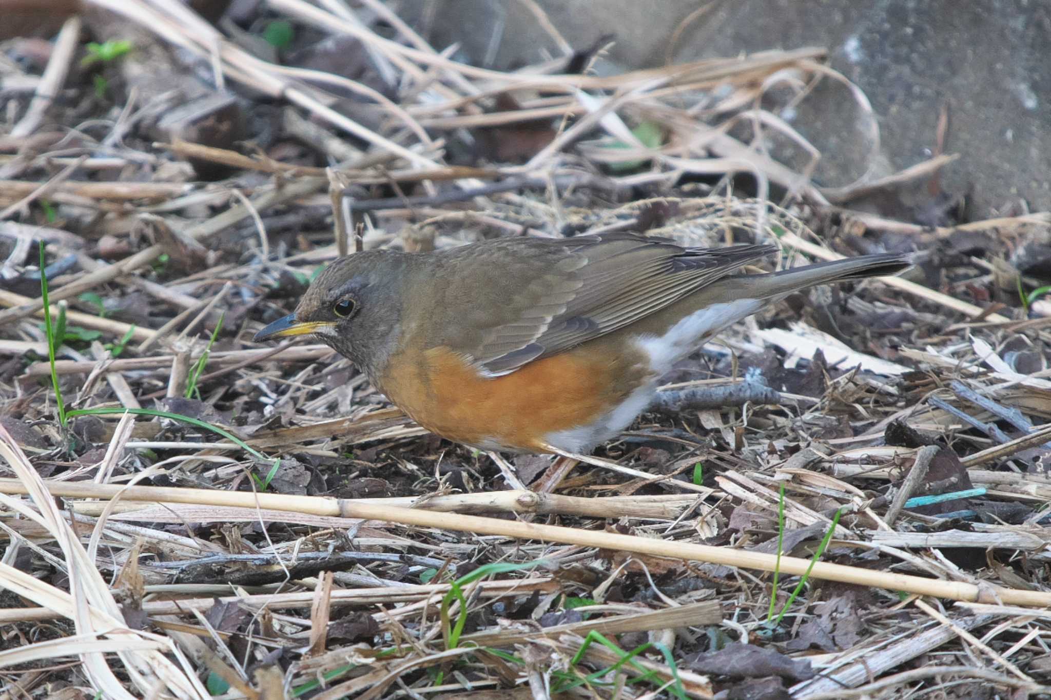 Photo of Brown-headed Thrush at 池子の森自然公園