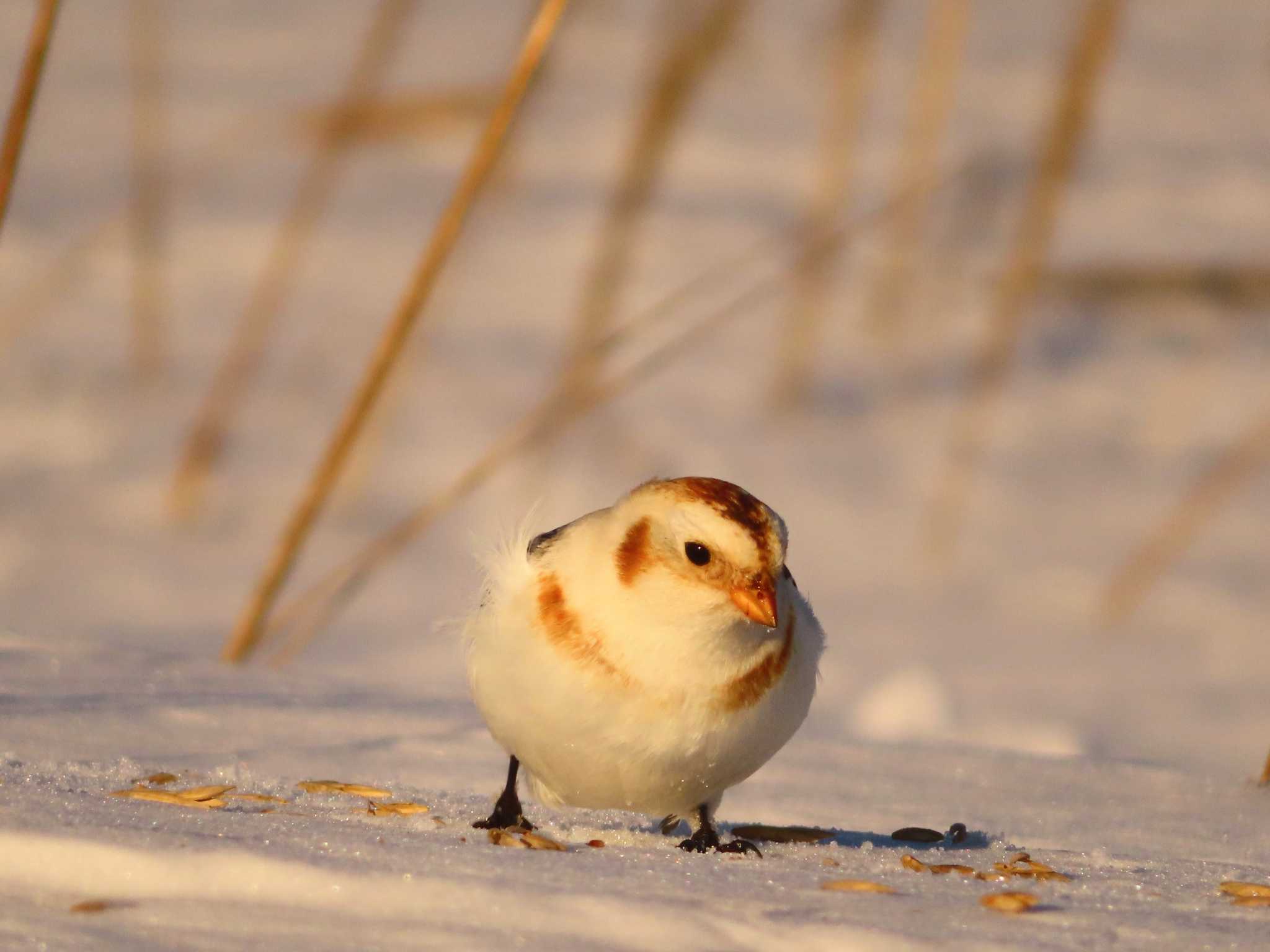 Photo of Snow Bunting at 鵡川河口 by ゆ