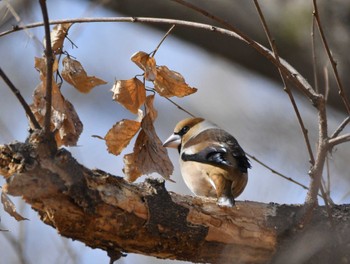 Hawfinch 群馬県 Sat, 2/24/2024